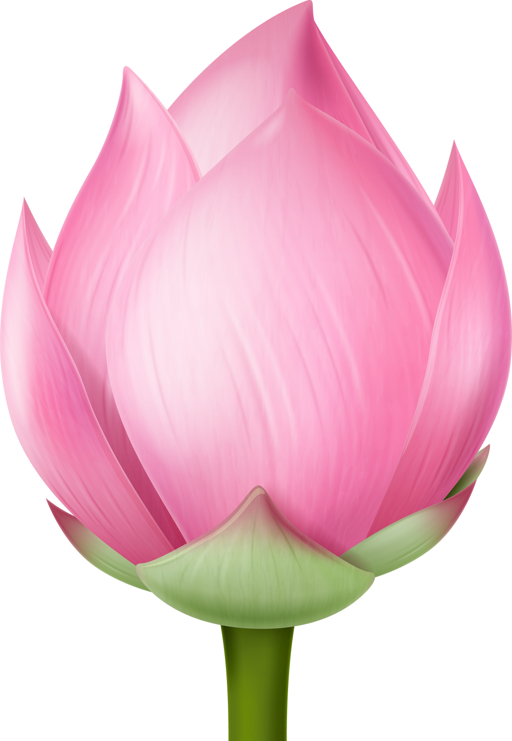 Pink lotus bud flower.